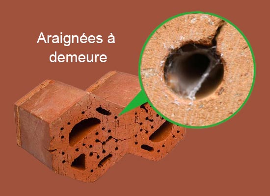 Araignées - hôtel à insectes Loge